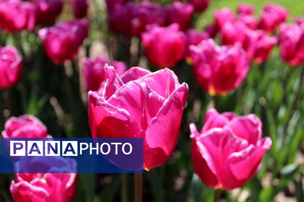 حال و هوای جشنواره  لاله‌های کرج 