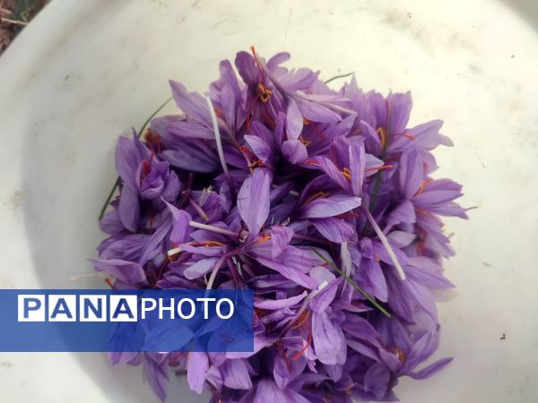 فدافن روستایی که زعفرانش با تشنگی خاک قصه‌ای تلخ نوشت