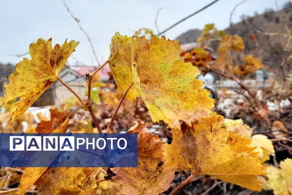 بازگشت باران به میانکوه پس از ماه‌ها خشکسالی