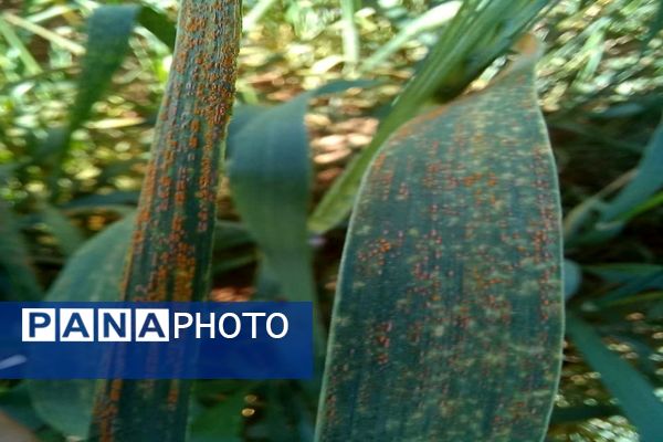 شیوع بیماری زنگ زرد در مزارع گندم و جو در روستاهای دهستان سنگر شهرستان فاروج