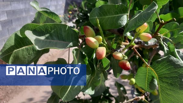میوه‌های رنگارنگ در لردگان 