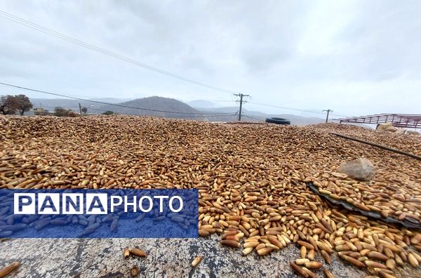 بازگشت باران به میانکوه پس از ماه‌ها خشکسالی