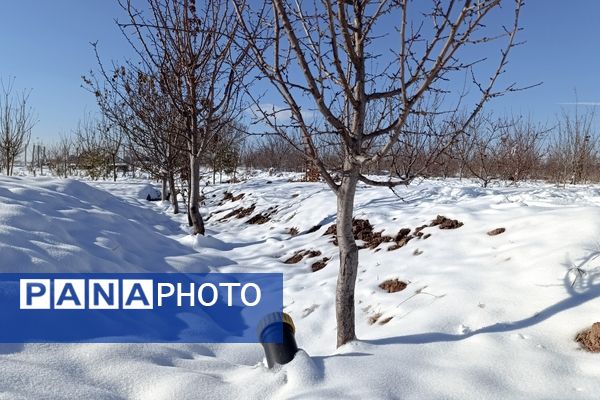 منظره زیبای برف پاییزی در باغات شهرستان نیشابور 