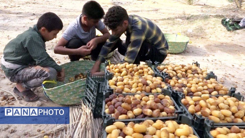 برداشت رطب از نخلستان‌های دالکی دشتستان 