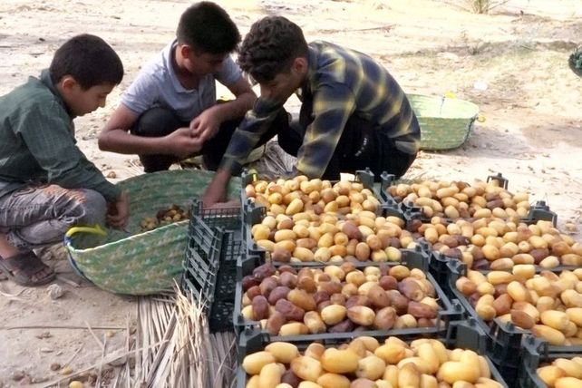 برداشت رطب از نخلستان‌های دالکی دشتستان 