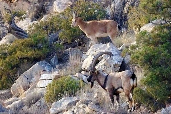 رد خون روی کوه، سرنخ شکارچی را لو داد