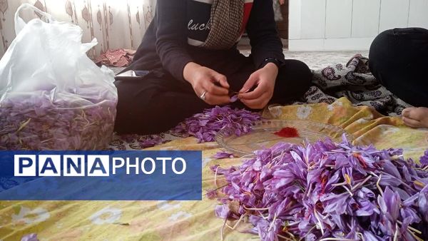 فدافن روستایی که زعفرانش با تشنگی خاک قصه‌ای تلخ نوشت