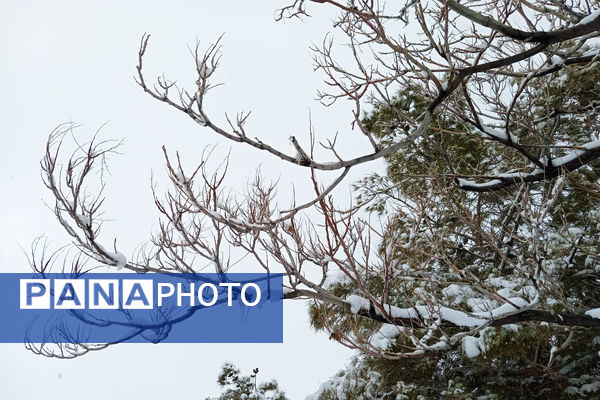 یک روز برفی در روستای بنادکوک‌ دیزه