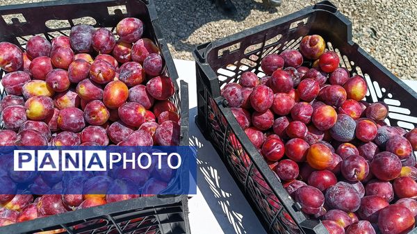 موکب‌های عزاداری در مارگون؛ روایتی از خدمت و ارادت