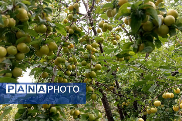 جلوه‌هایی از طبیعت تابستانی خلجستان و جعفرآباد قم