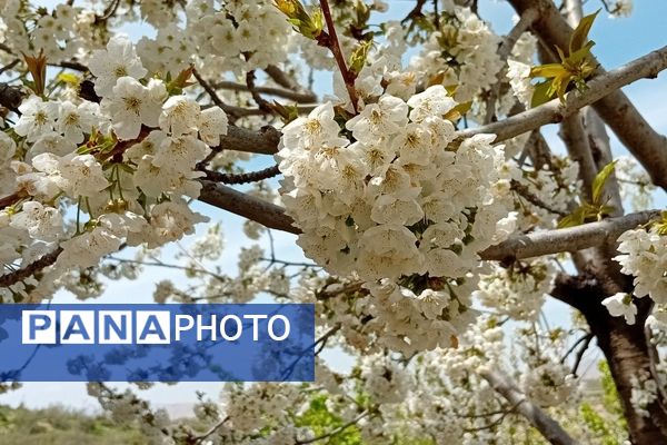 شکوفه‌های بهاری در شهرستان سملقان