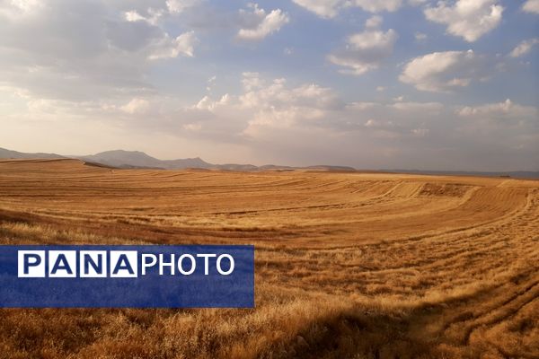  آغاز برداشت گندم از مزارع شهرستان هلیلان 