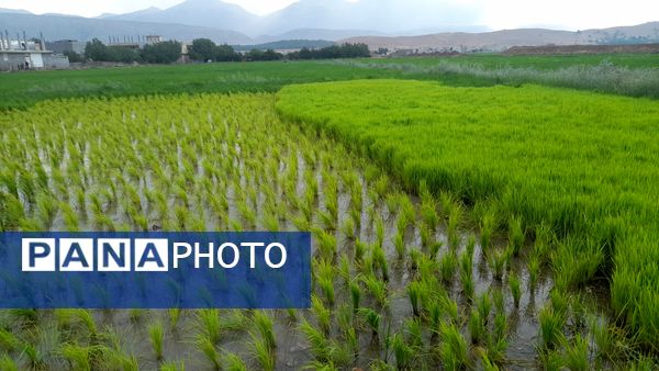 برنج‌کاری در لردگان؛ نماد زندگی و فرهنگ محلی