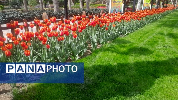 جلوه‌گری رنگ‌ها در دل بهار در یازدهمین جشنواره لاله‌ها در پارک چمران کرج