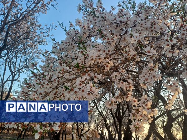 طبیعت با شکوفه‌های رنگارنگ به استقبال نوروز آمد