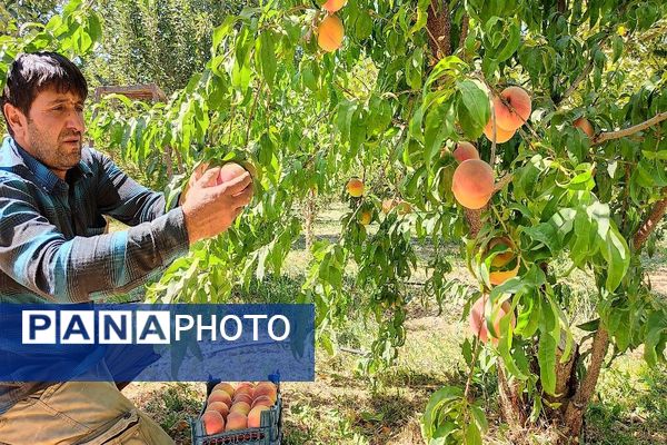 فصل برداشت میوه های پاییزی در شهر زیبای بار نیشابور.