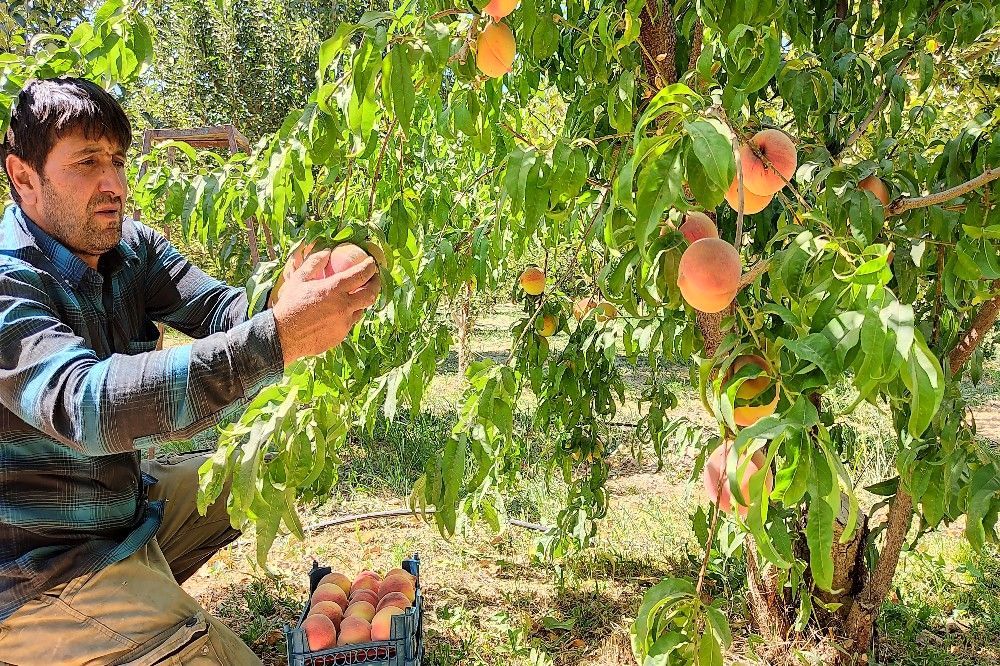 فصل برداشت میوه های پاییزی در شهر زیبای بار نیشابور.