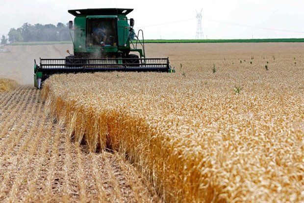 کسب بالاترین میزان تولید گندم در طول تاریخ کشور