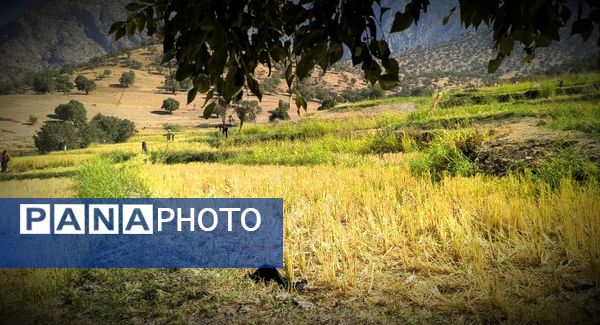قاب‌های ماندگار از برداشت برنج در منطقه میانکوه 