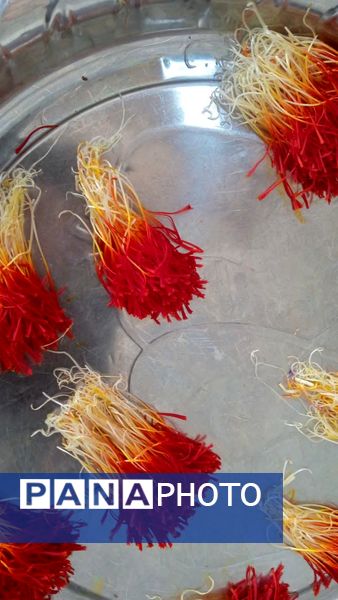 فدافن روستایی که زعفرانش با تشنگی خاک قصه‌ای تلخ نوشت