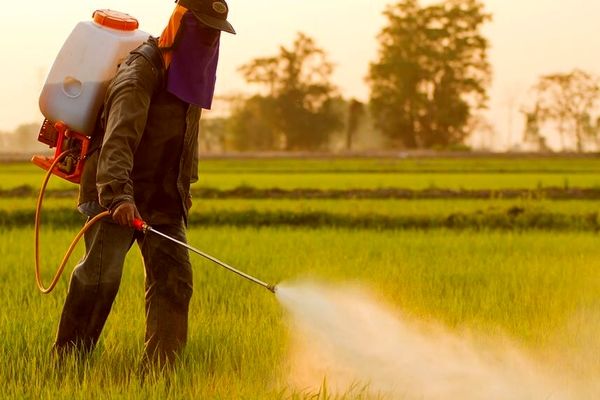 لزوم اجرای استاندارد اجباری برای ۳۰ قلم آفت‌کش کشاورزی