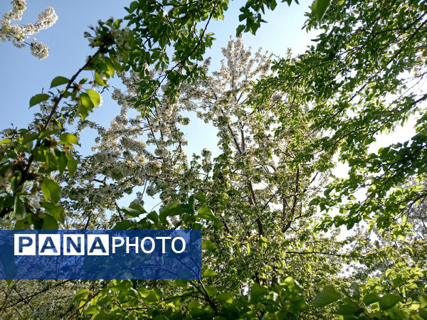 جلوه‌هایی از طبیعت تابستانی خلجستان و جعفرآباد قم