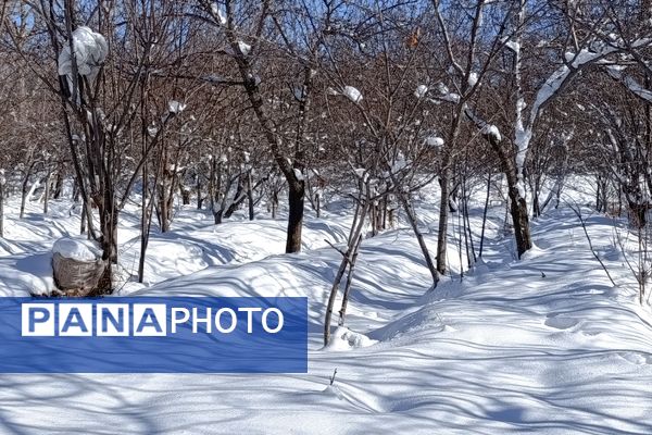 منظره زیبای برف پاییزی در باغات شهرستان نیشابور 