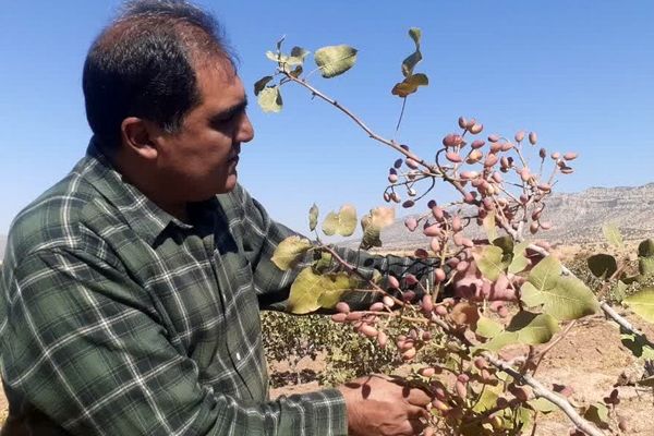 کوهدشت؛ قطب نخست تولید پسته در لرستان