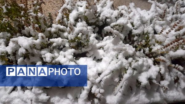 نزول برکت و نعمت در نخستین روزهای زمستانی در نیشابور