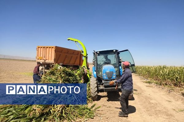 جمع آوری ذرت علوفه ای در روستاهای شهرستان فاروج 