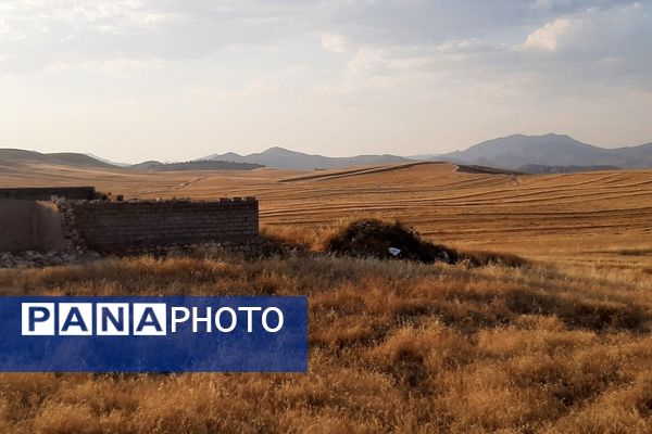  آغاز برداشت گندم از مزارع شهرستان هلیلان 