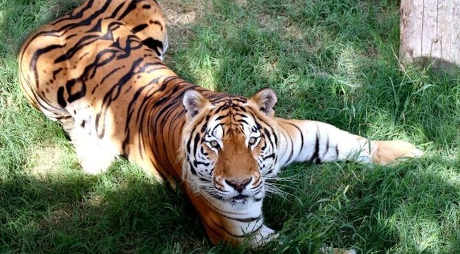 باغ وحش ارم ۱۳ آبان رایگان است