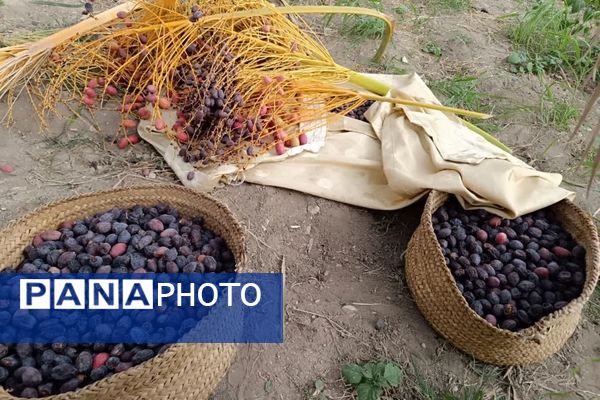 برداشت خرما در شهر رویدر 