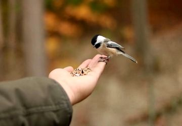 صدای نسل نو درمورد فرهنگ نگهداری حیوانات خانگی