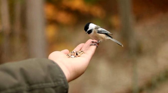 صدای نسل نو درمورد فرهنگ نگهداری حیوانات خانگی
