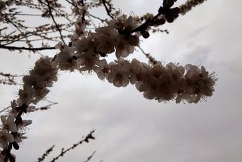 چیدن سفره هفت‌سین، یکی از قدیمی‌ترین سنتهای ایران باستان