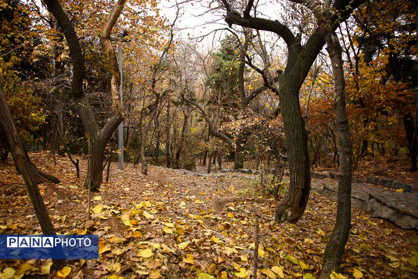 پاییز خیال انگیز در پارک جمشیدیه